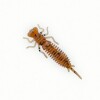 Силиконовая приманка Fanatik «Larva» 1,6″ (10шт.) цвет 002 - изображение 1 