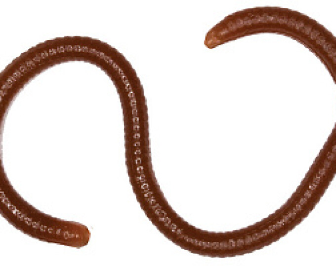 Силиконовая приманка LureMax «Earth Worm» 3,5″ (8см) цвет Worm Brown (банка) - изображение 1 