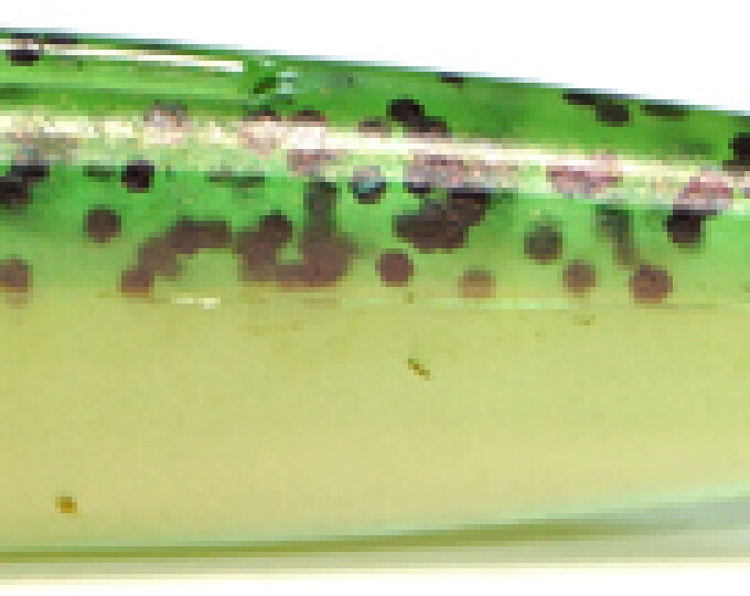 Виброхвост Kosadaka EASY SHINER 95мм (7шт.) цвет TR - изображение 1