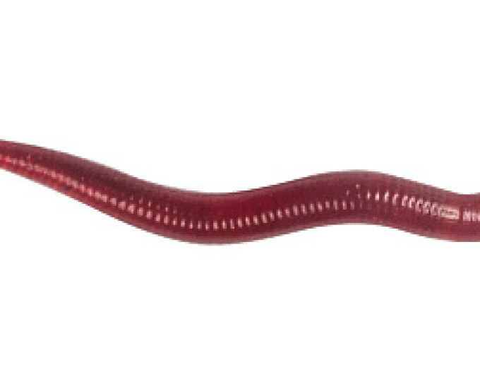 Силиконовая приманка LureMax «Curly Worm» 1,5″ (4см) цвет Blood Red (20шт.) - изображение 1 