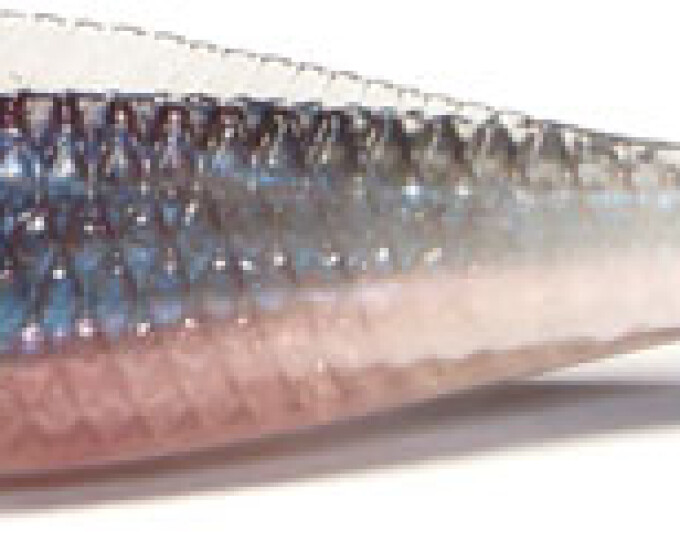 Виброхвост Kosadaka DODGER 75мм (8шт.) цвет TRS - изображение 1 