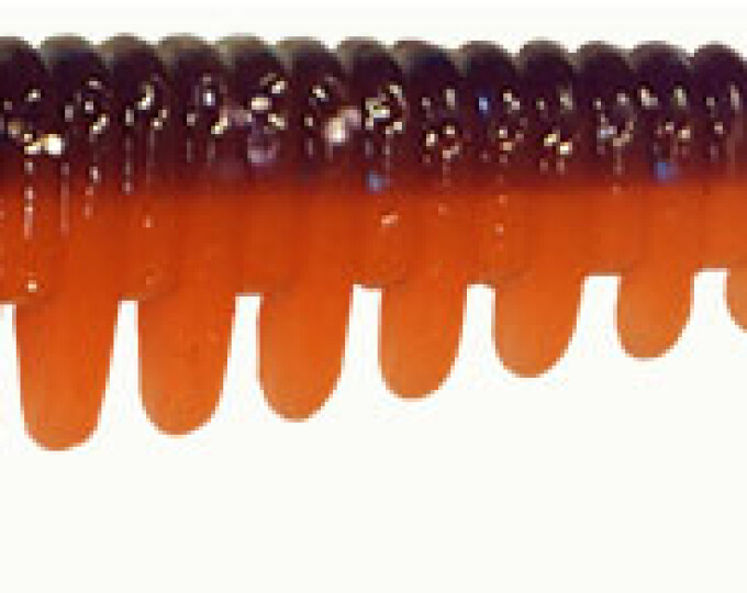 Силиконовая приманка Kosadaka AWARUNA  88мм (7шт.) цвет VF - изображение 1 